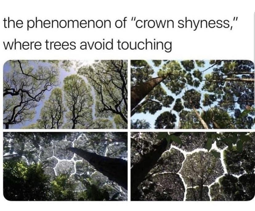 the phenomenon of crown shyness where trees avoid touching v