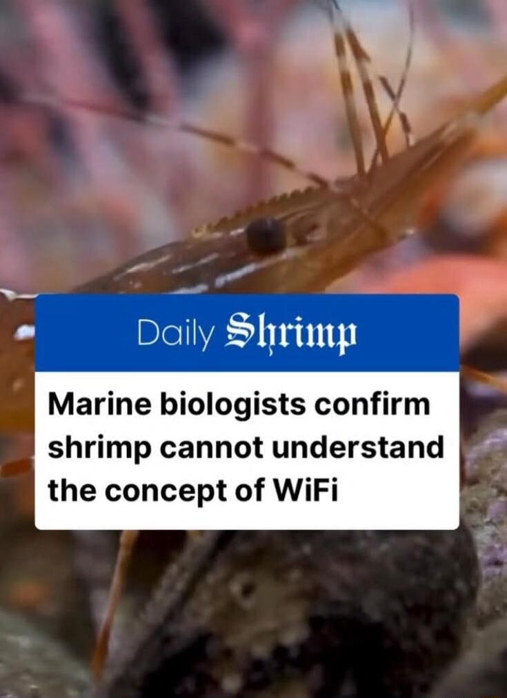 Daily Shrimp
Marine biologists confirm shrimp cannot understand the concept of WiFi