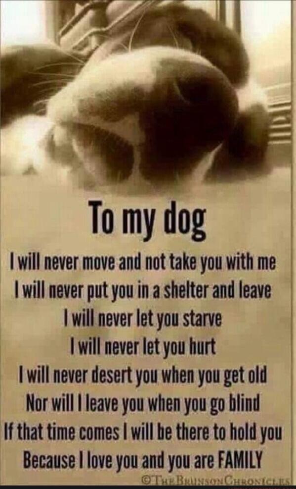 To my dog
I will never move and not take you with me
I will never put you in a shelter and leave
I will never let you starve
I will never let you hurt
I will never desert you when you get old
Nor will I leave you when you go blind
If that time comes I will be there to hold you
Because I love you and you are FAMILY
©The Brunson Chronicles
