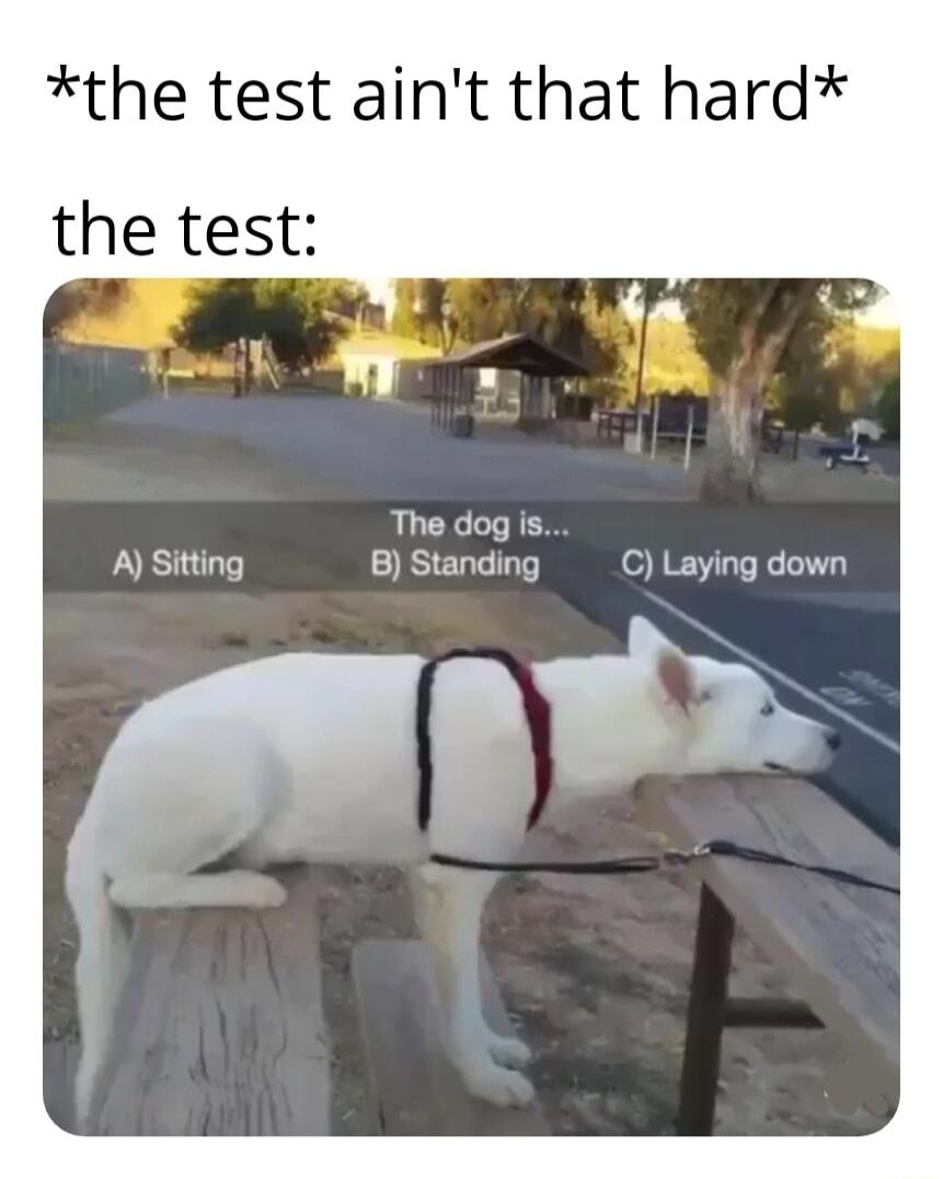 the test aint that hard the test L The dog is e BStanding C Laying down puz