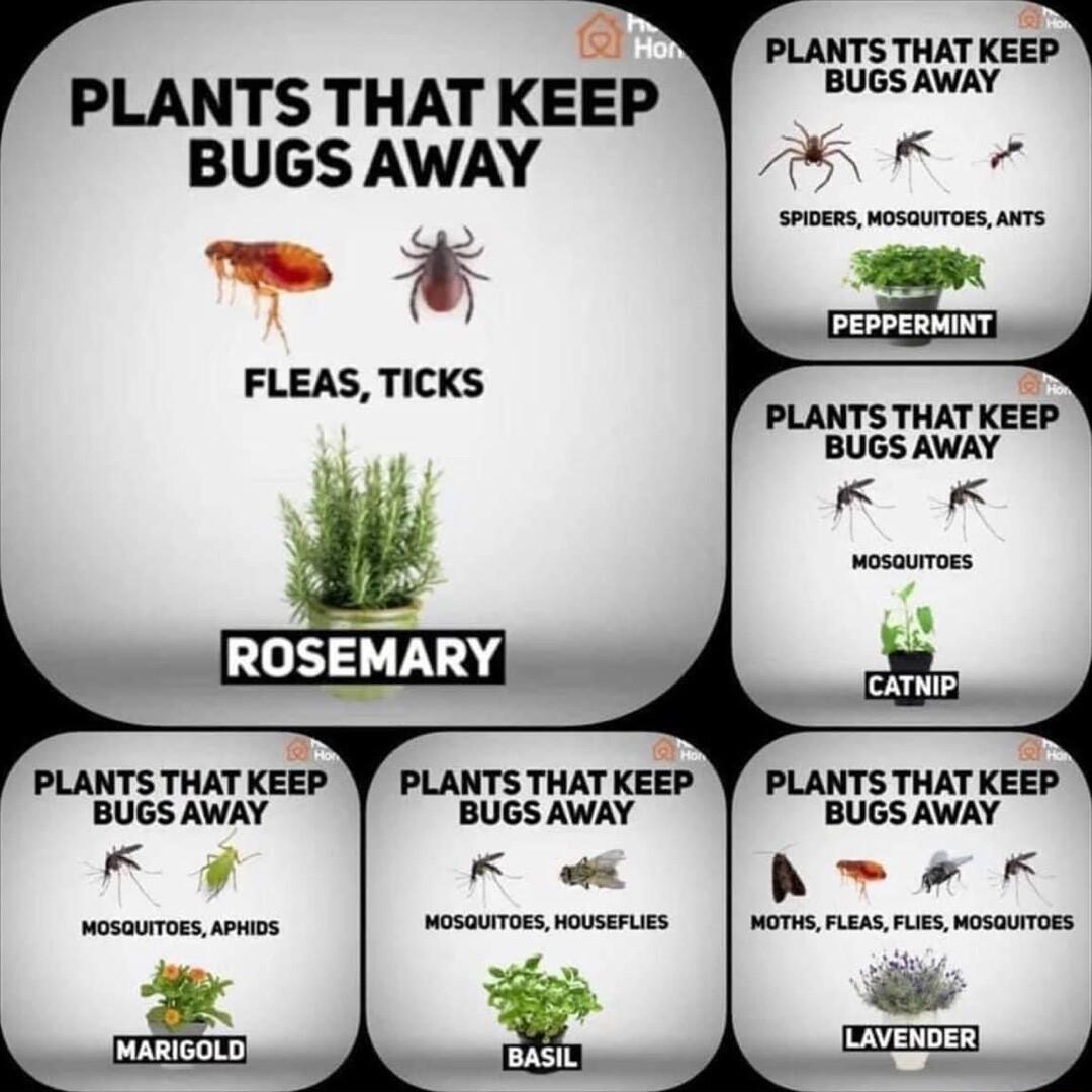 PLANTS THAT KEEP PLANTS THAT KEEP S BUGSAWAY FLEAS TICKS L PLANTS THAT KEEP BUGS AWAY ROSEMARY PUNTSWT KEEP PLANTS THAT KEE PLANTS THAT KEEP BUGS AWAY BUGS AWAY BUGS AWAY LS L A FK L S N V e