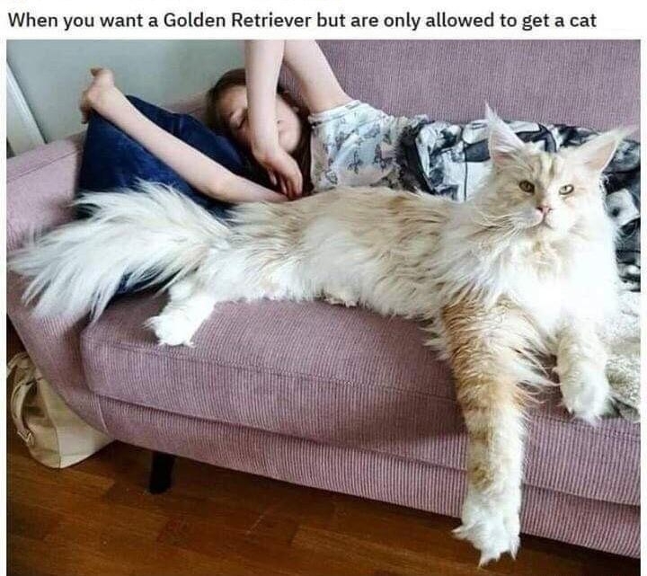 o 8 When you want a Golden Retriever but are only allowed to get a cat