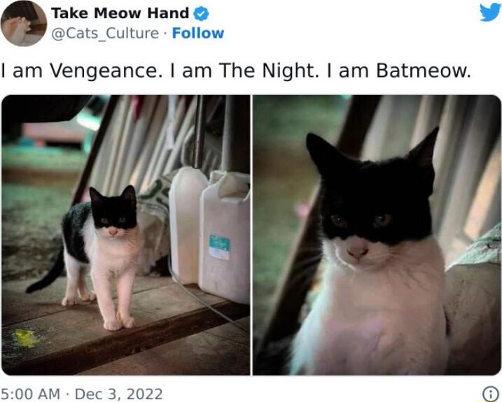 MR Take Meow Hand am Vengeance am The Night am Batmeow
