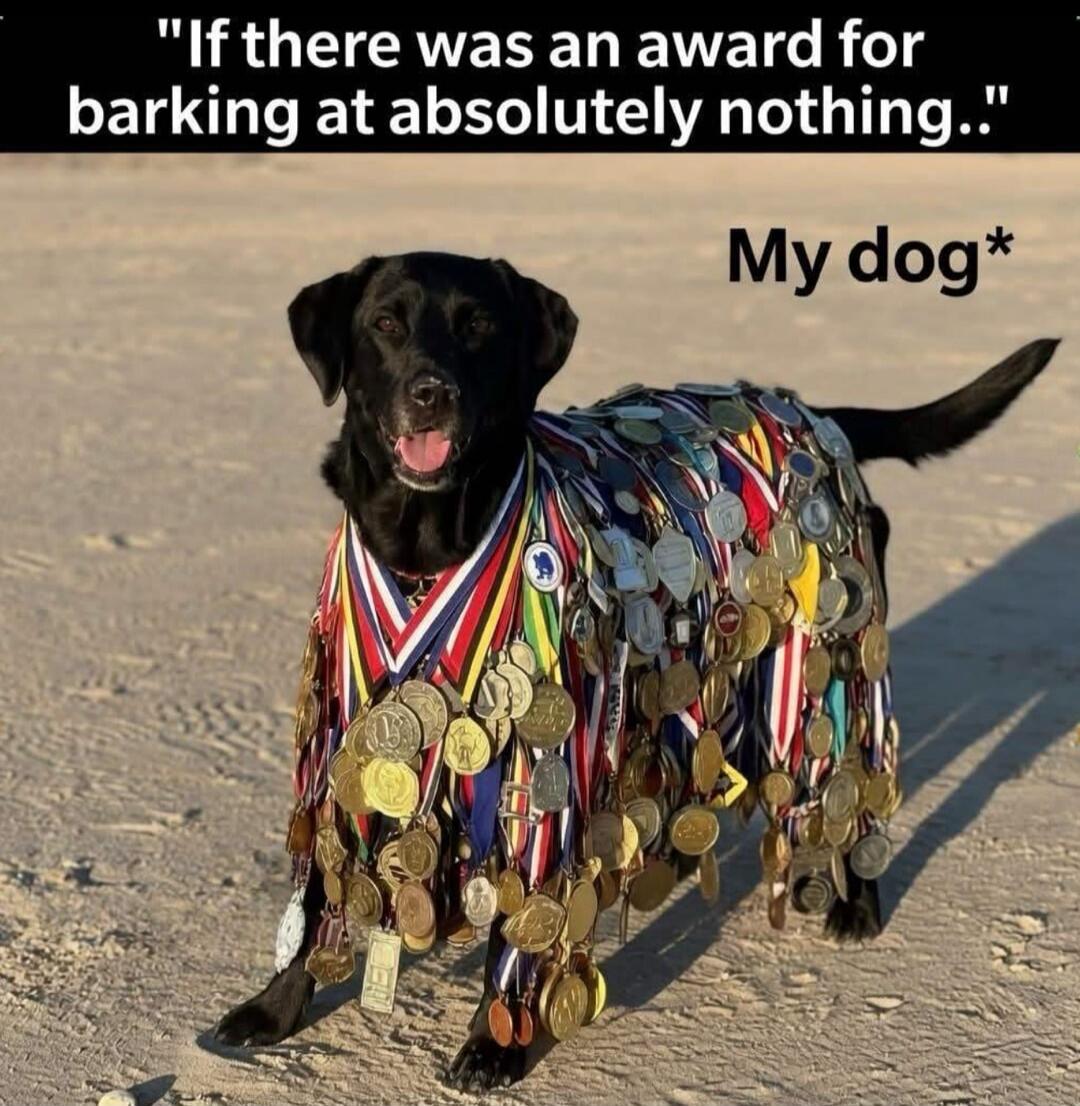 If there was an award for barking at absolutely nothing.. My dog*