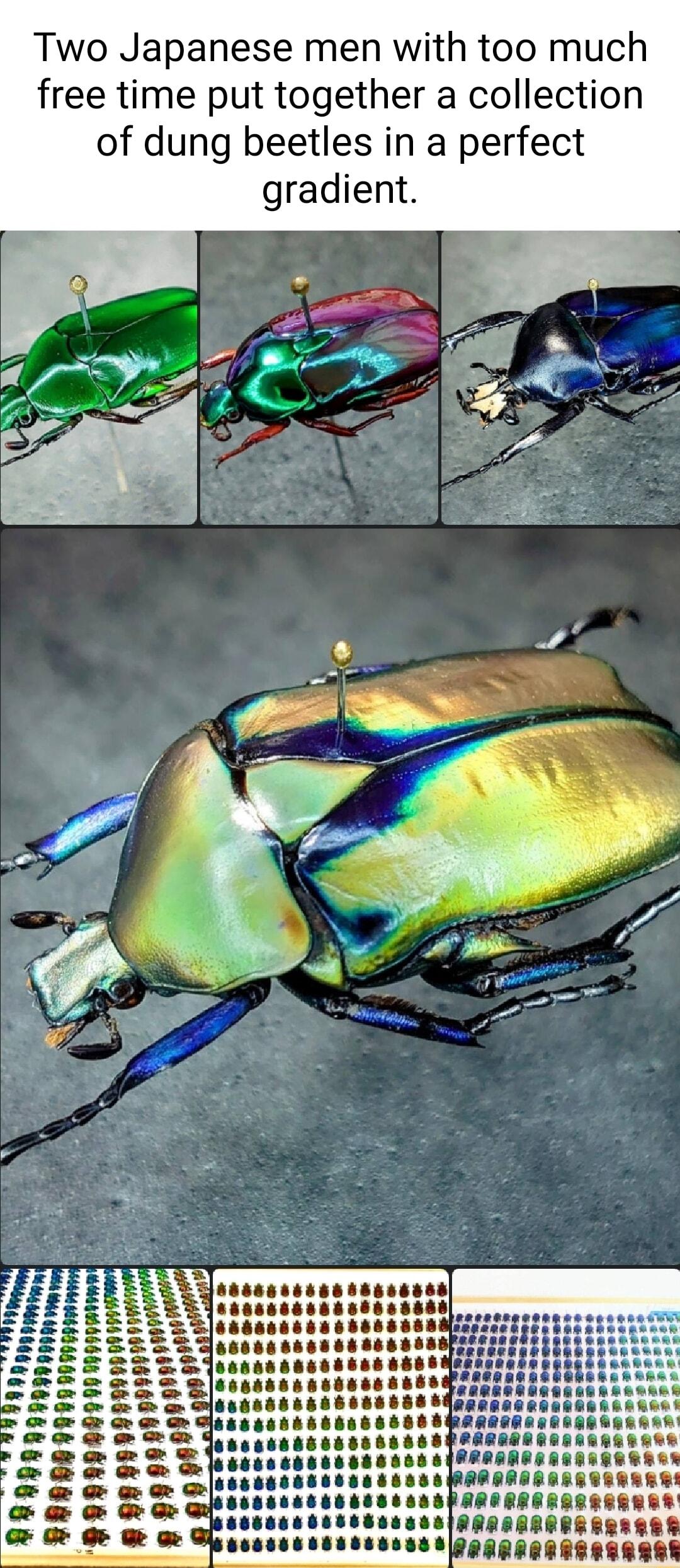 Two Japanese men with too much free time put together a collection of dung beetles in a perfect gradient