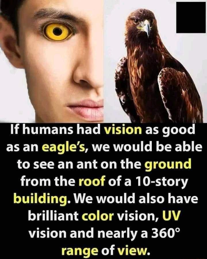 If humans had vision as good ERELCETe CORTT RTTLITI G f TR 1 to see an ant on the ground HCTURGERGT E T R DR e ITH T T T RUTERITGTT L T YR EAV brilliant color vision UV VHELELL L EET R0 L XA G A