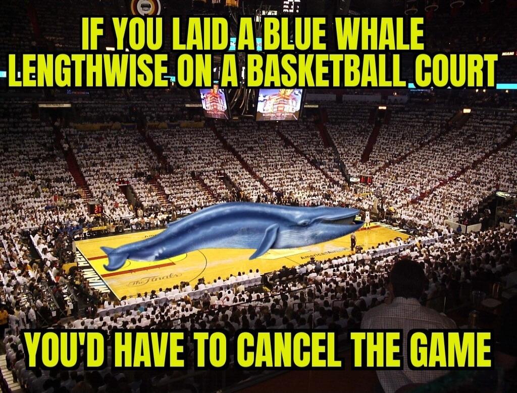 IF YOU LAID A BLUE WHALE LENGTHWISE ON A BASKETBALL COURT YOU'D HAVE TO CANCEL THE GAME