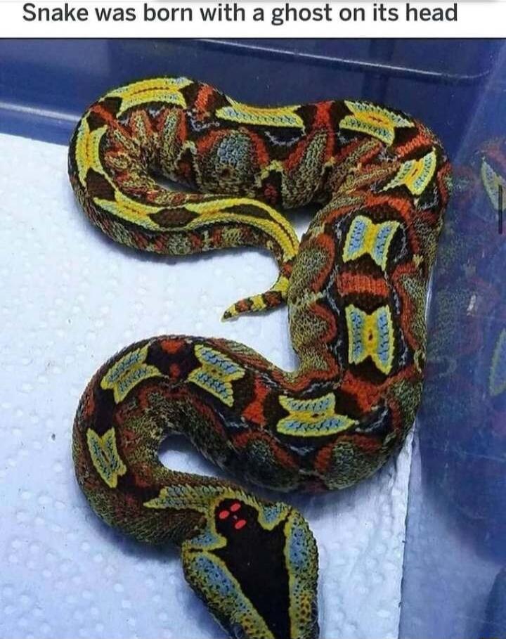 Snake was born with a ghost on its head 2