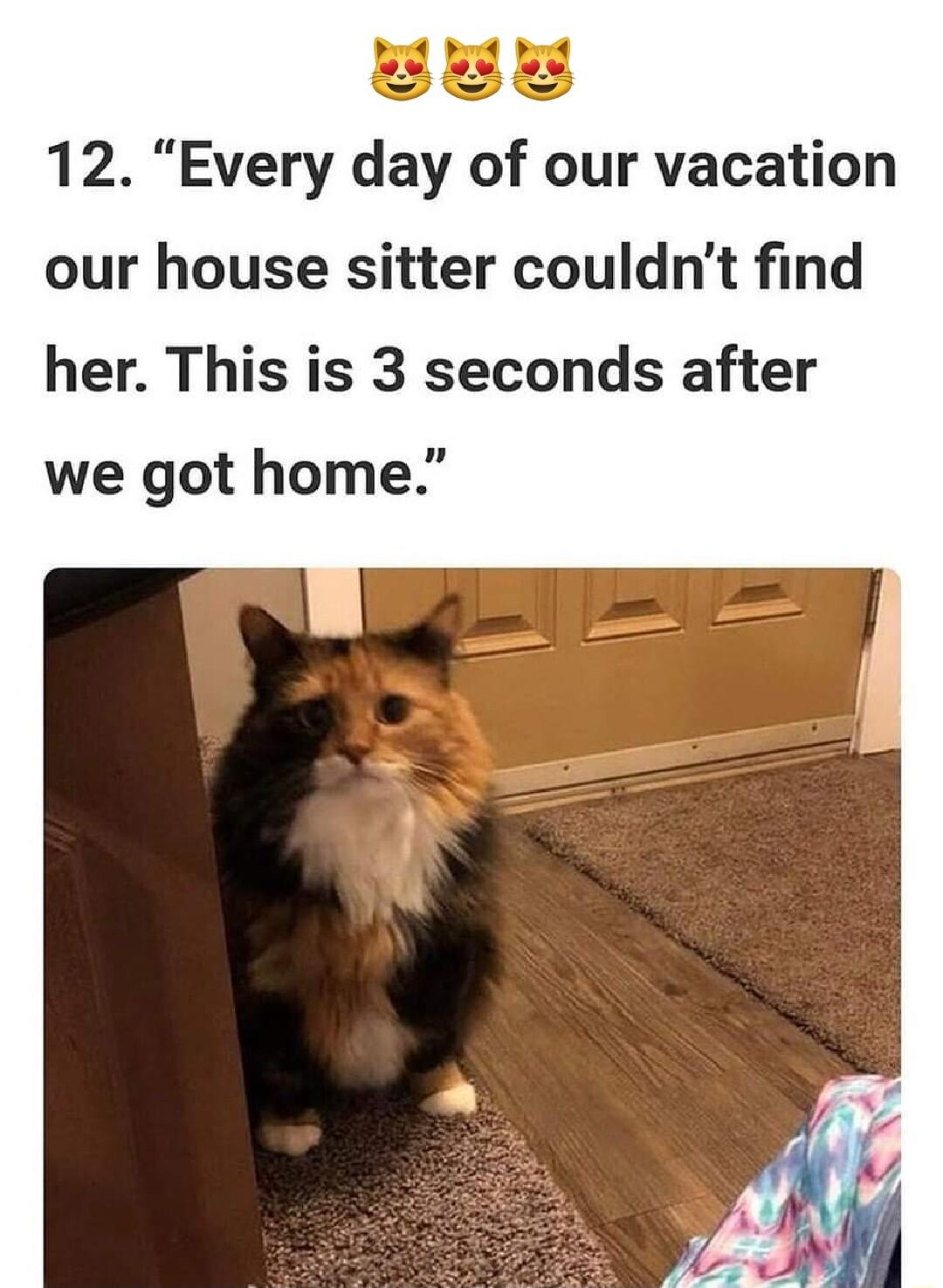 12 Every day of our vacation our house sitter couldnt find her This is 3 seconds after we got home