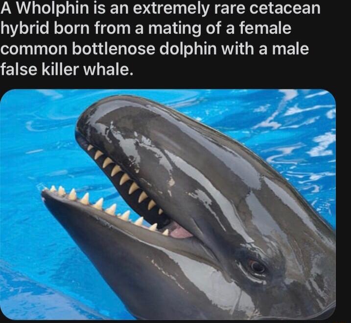 A Wholphin is an extremely rare cetacean hybrid born from a mating of a female common bottlenose dolphin with a male false killer whale