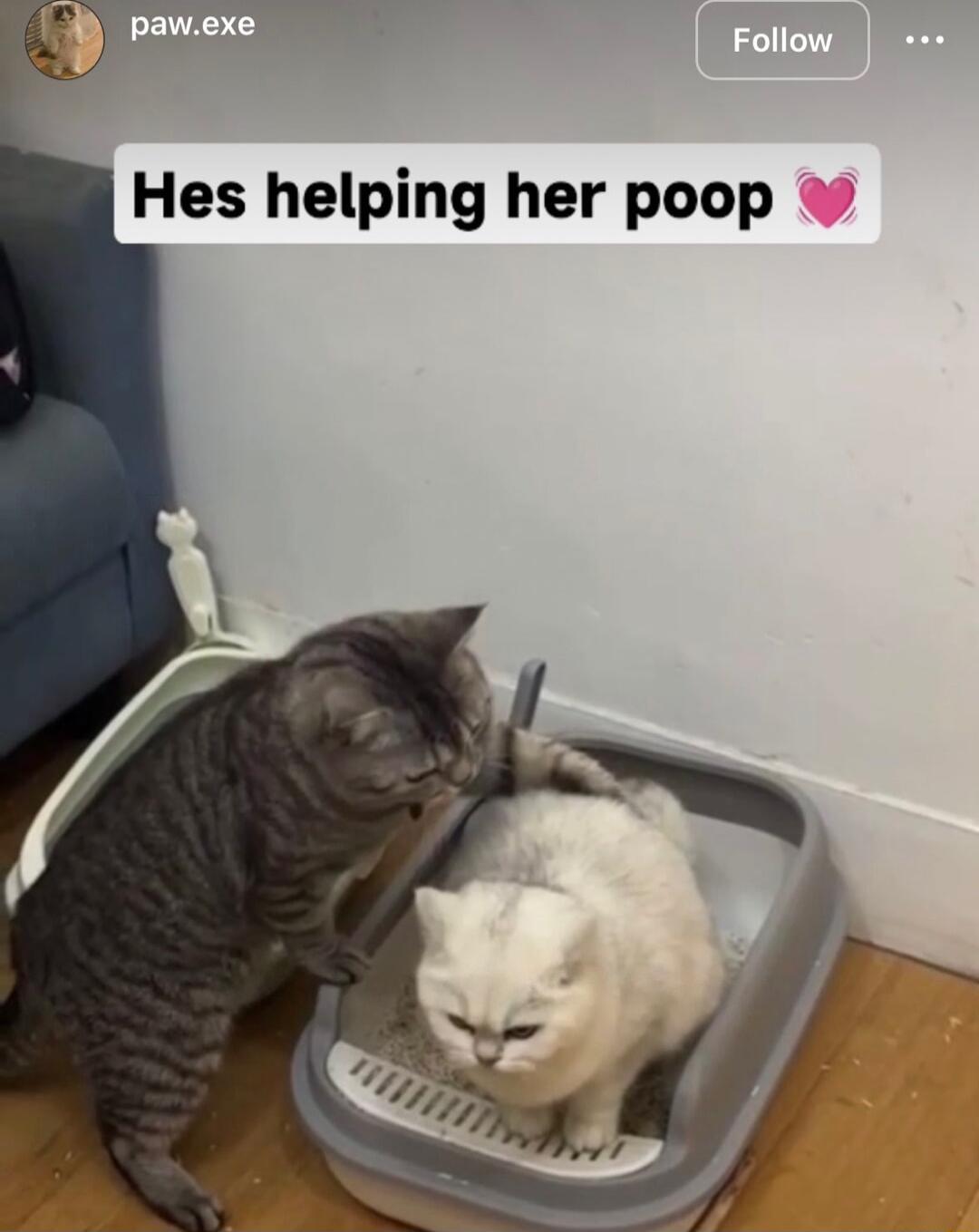 Hes helping her poop