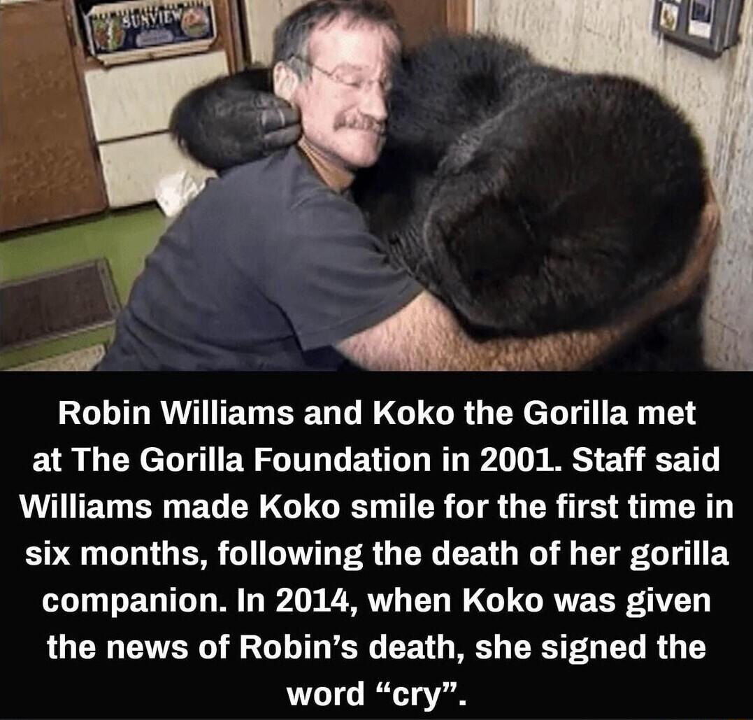 w EGLIGRVITEEEL L GEGR G EX LT ER at The Gorilla Foundation in 2001 Staff said WUEL R ELERGUGE I ER IR GER TS 8 T LR B QUUTG S WL SO G EE G R G G EY LI EDTTT M L Bl RV EL R G GRVE R0V the news of Robins death she signed the word cry