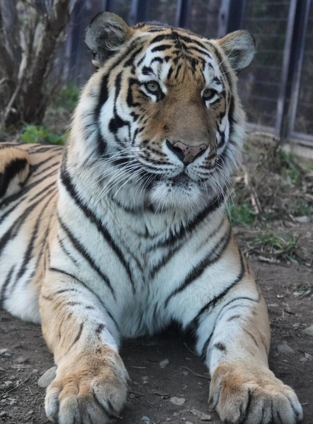 A tiger lying down on the ground, facing forward.