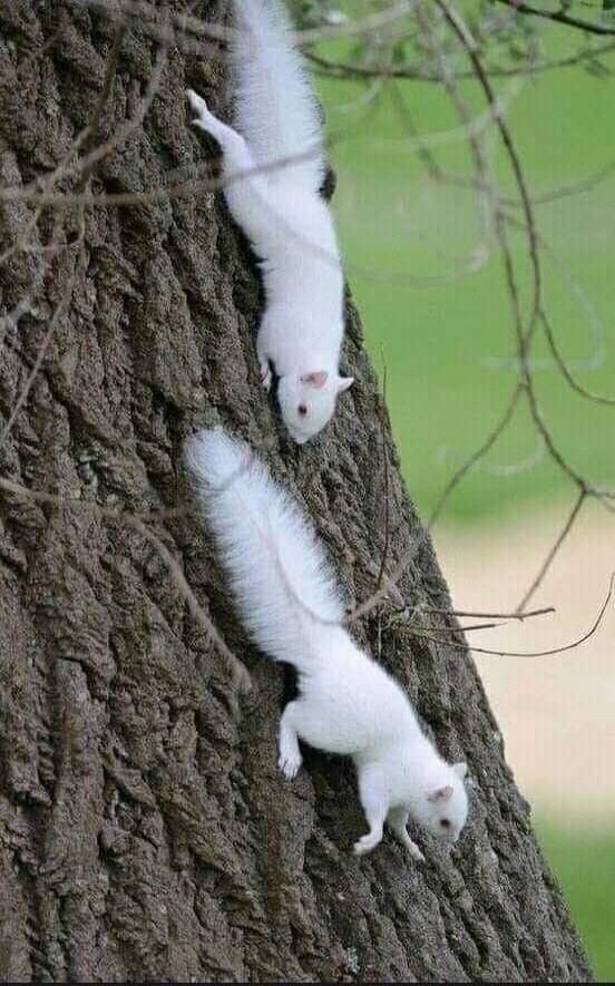 Two white kittens climbing a tree.
