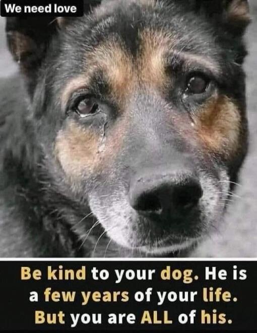 We need love
Be kind to your dog. He is a few years of your life. But you are ALL of his.