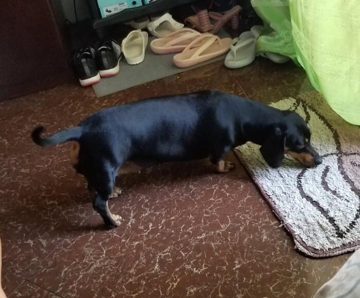 A small black-and-tan dachshund puppy indoors, sniffing a rug near shoes.