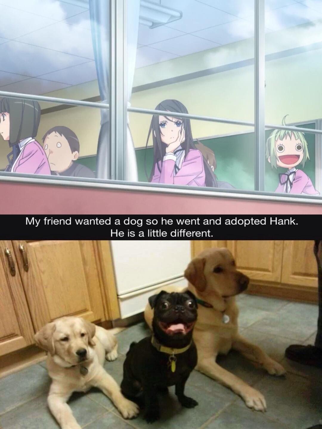 My friend wanted a dog so he went and adopted Hank He is a little different