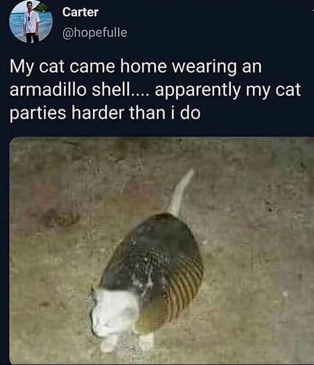 Carter hopefulle My cat came home wearing an armadillo shell apparently my cat parties harder than i do