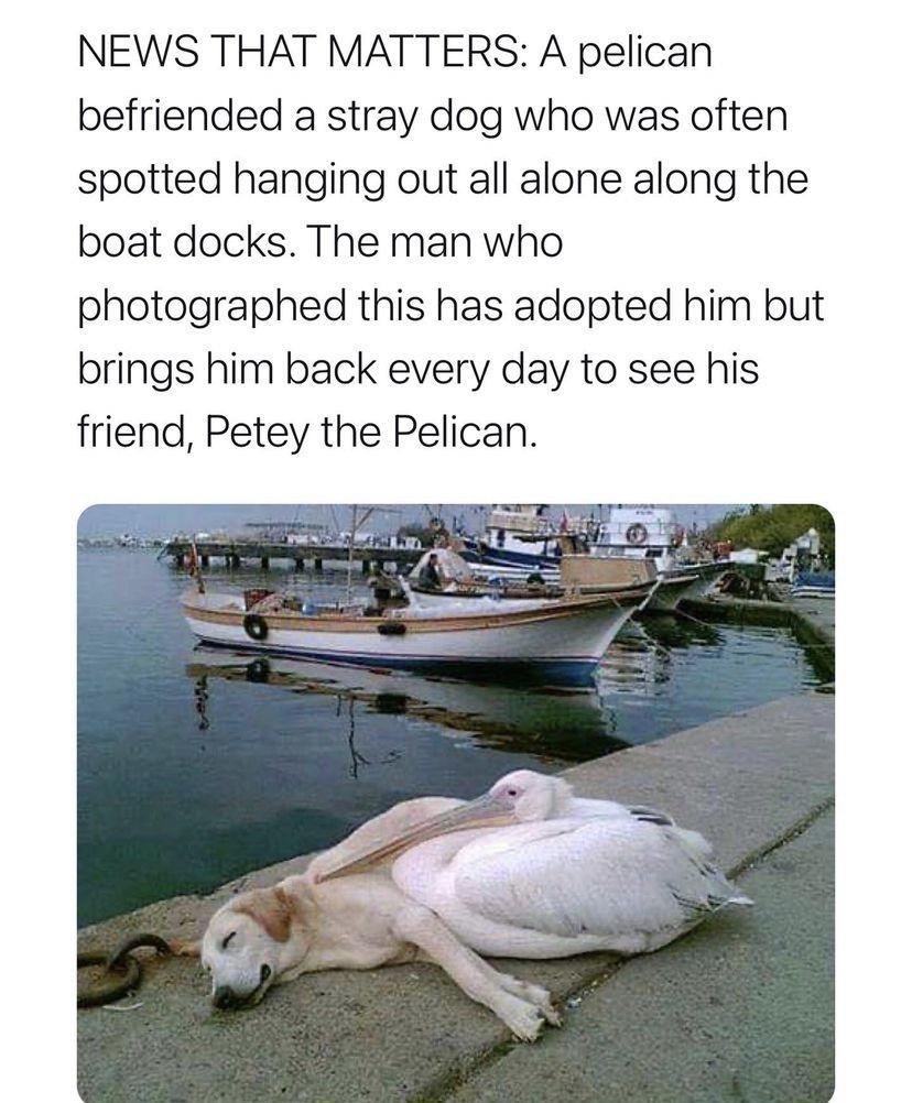 NEWS THAT MATTERS A pelican befriended a stray dog who was often spotted hanging out all alone along the boat docks The man who photographed this has adopted him but brings him back every day to see his friend Petey the Pelican