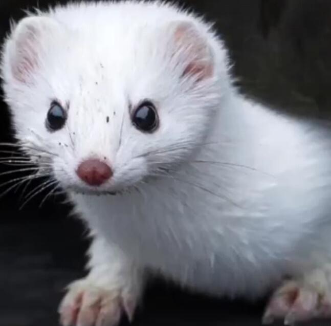A cute white ferret with dark eyes and pink nose.