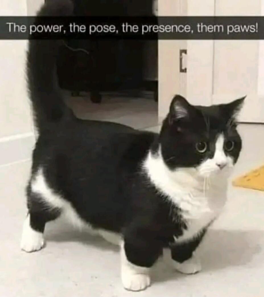 The power the pose the presence them paws