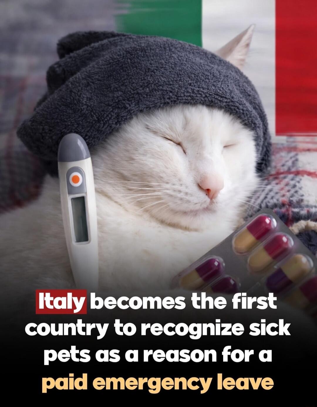 Italy becomes the first country to recognize sick pets as a reason for a paid emergency leave
