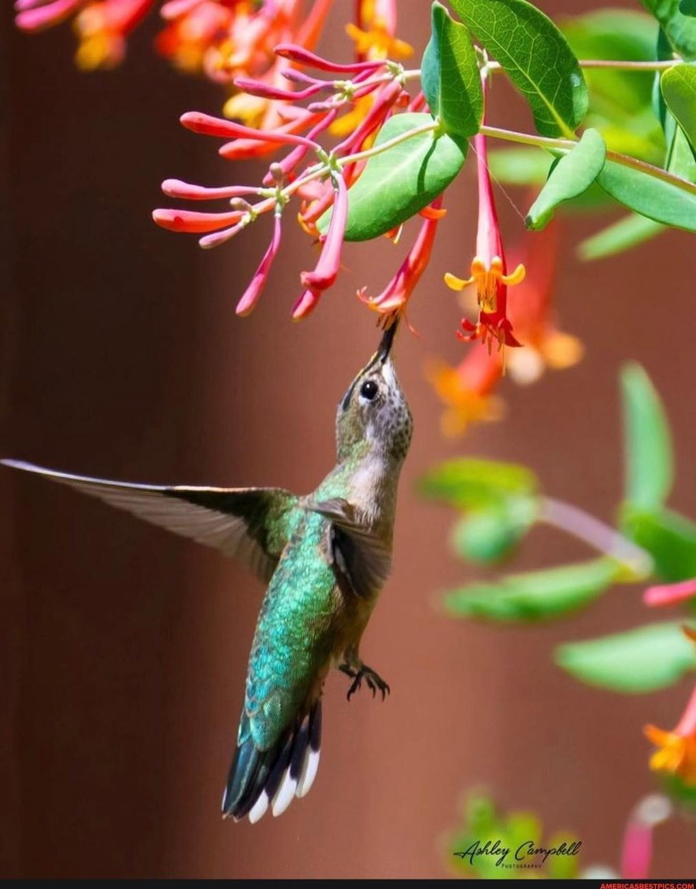 A hummingbird feeding on pink tubular flowers.