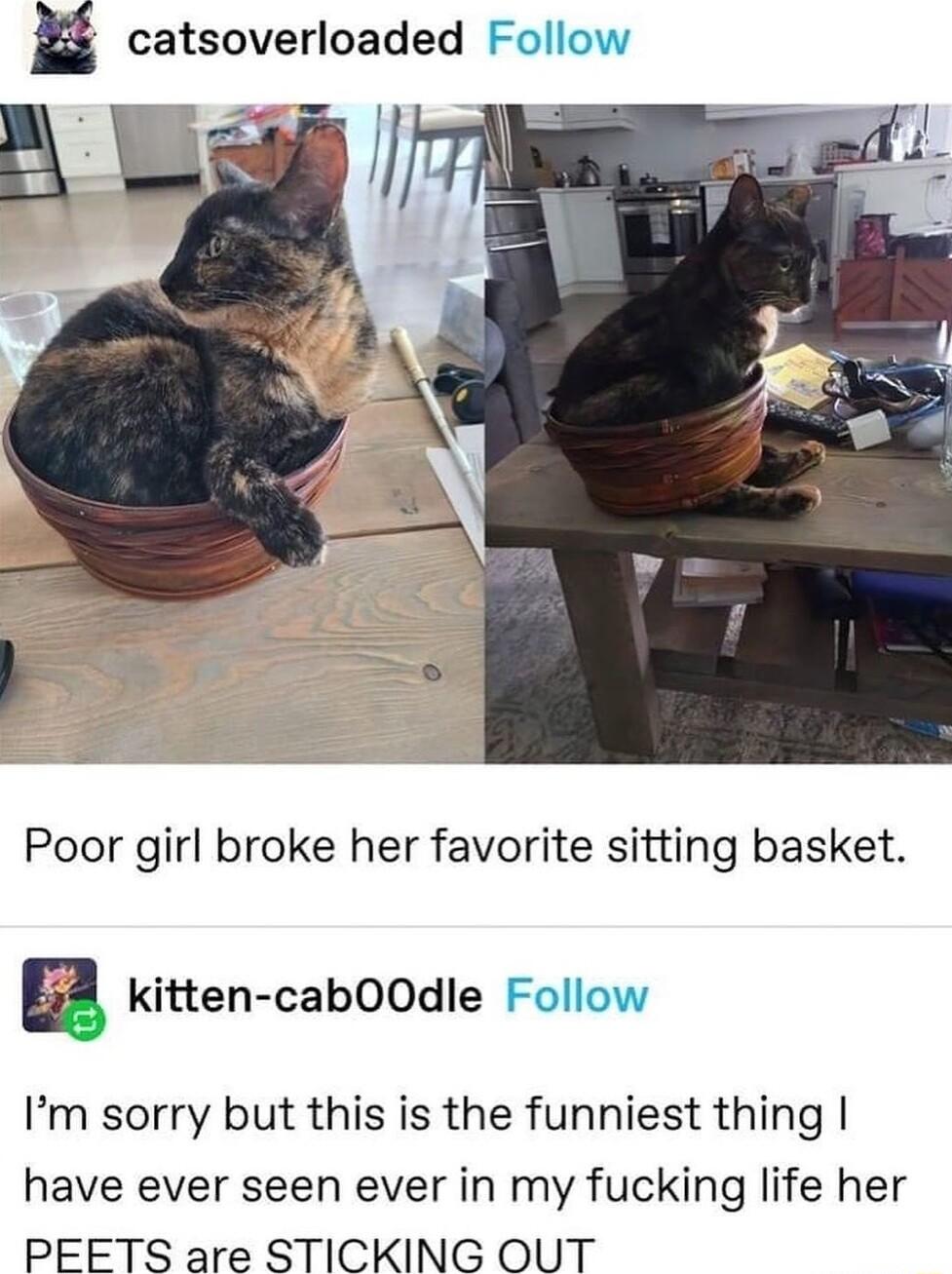 catsoverloaded Follow Poor girl broke her favorite sitting basket E Kitten cabOOdle Follow Im sorry but this is the funniest thing have ever seen ever in my fucking life her PEETS are STICKING OUT