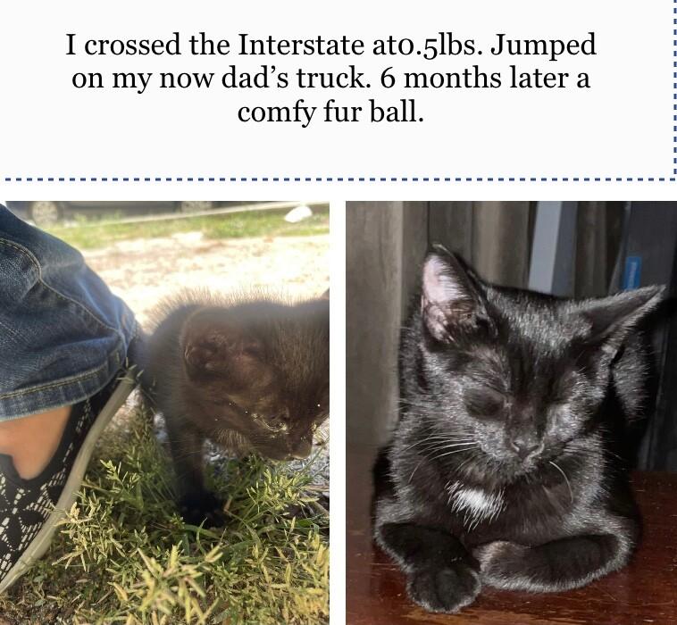 1 crossed the Interstate ato5lbs Jumped on my now dads truck 6 months later a comfy fur ball