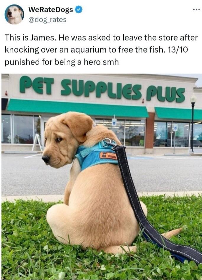 WeRateDogs @dog_rates This is James. He was asked to leave the store after knocking over an aquarium to free the fish. 13/10 punished for being a hero smh PET SUPPLIES PLUS