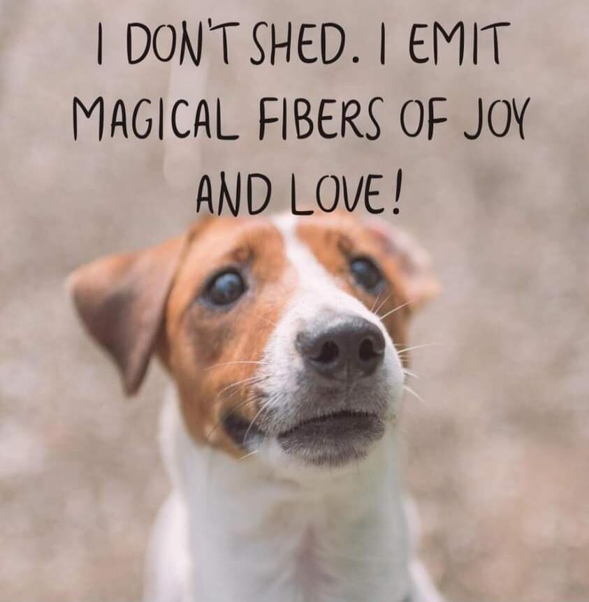 I DON'T SHED. I EMIT MAGICAL FIBERS OF JOY AND LOVE!