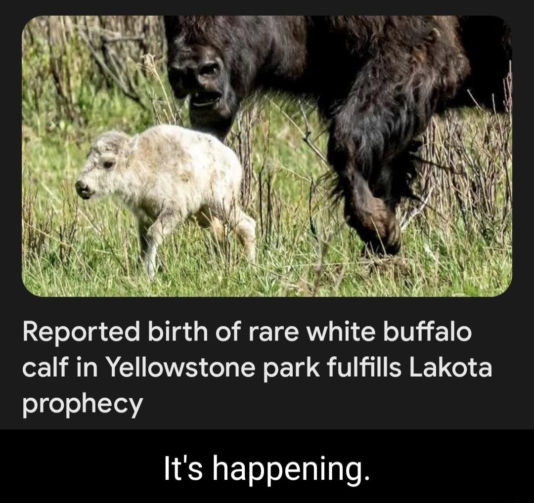 Reported birth of rare white buffalo calf in Yellowstone park fulfills Lakota prophecy Its happening