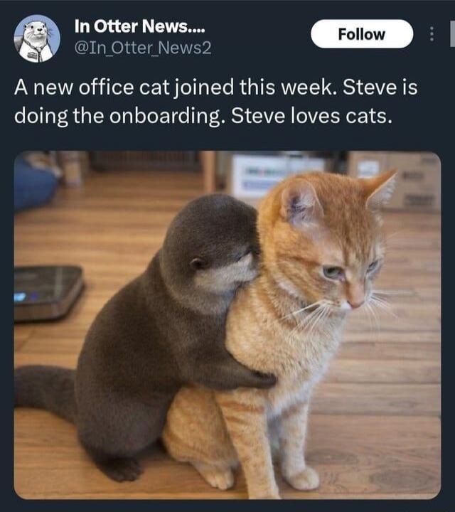 In Otter News.... @In_Otter_News2
A new office cat joined this week. Steve is doing the onboarding. Steve loves cats.