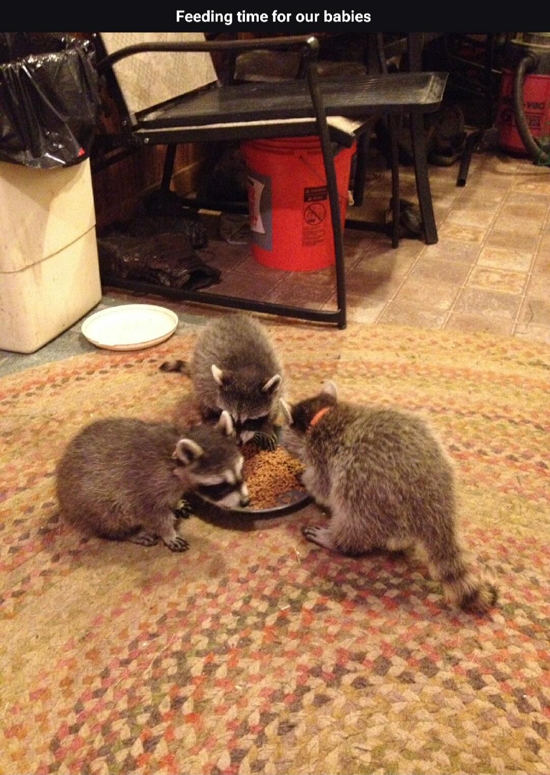 Feeding time for our babies