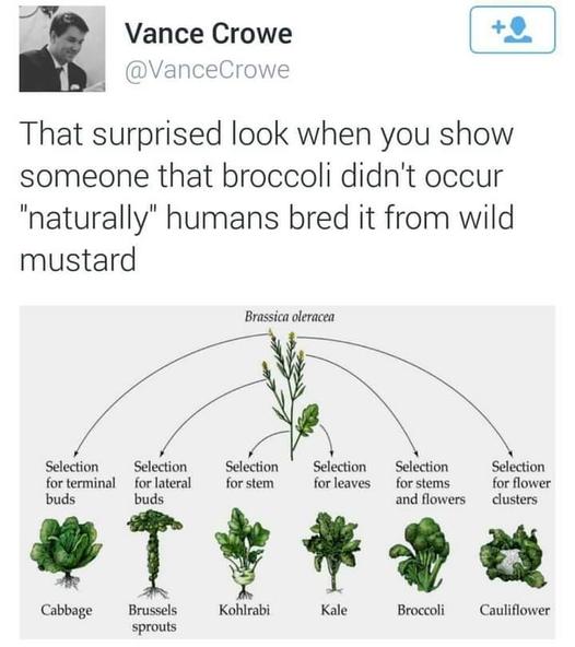 4 o 7 g Vance Crowe VanceCrowe That surprised look when you show someone that broccoli didnt occur naturally humans bred it from wild mustard Bl Sodion Seedion Soion Seecion Sebeion Seaction frorinal ol s ks forsus o buds buds and flowers clusters sT2a Cabbage Brussels Kohirabi Broceoli Cauliflower
