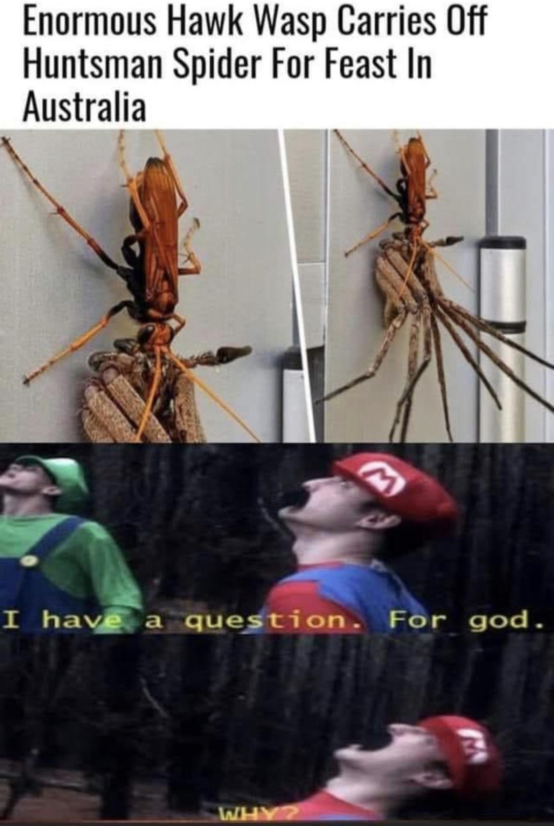 Enormous Hawk Wasp Carries Off Huntsman Spider For Feast In Australia 3 E N I hayl a question For god