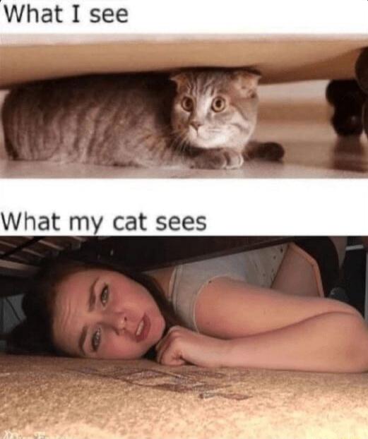 What I see L What my cat sees