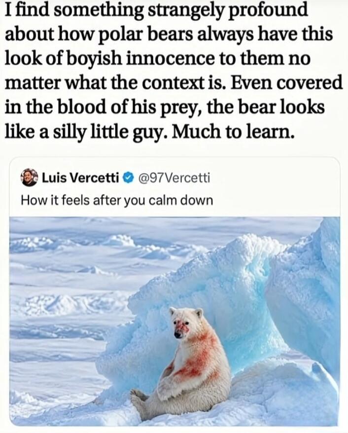 I find something strangely profound about how polar bears always have this look of boyish innocence to them no matter what the context is. Even covered in the blood of his prey, the bear looks like a silly little guy. Much to learn. Luis Vercetti @97Vercetti How it feels after you calm down