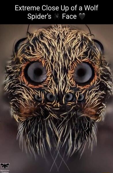 Extreme Close Up of a Wolf Spiders Face