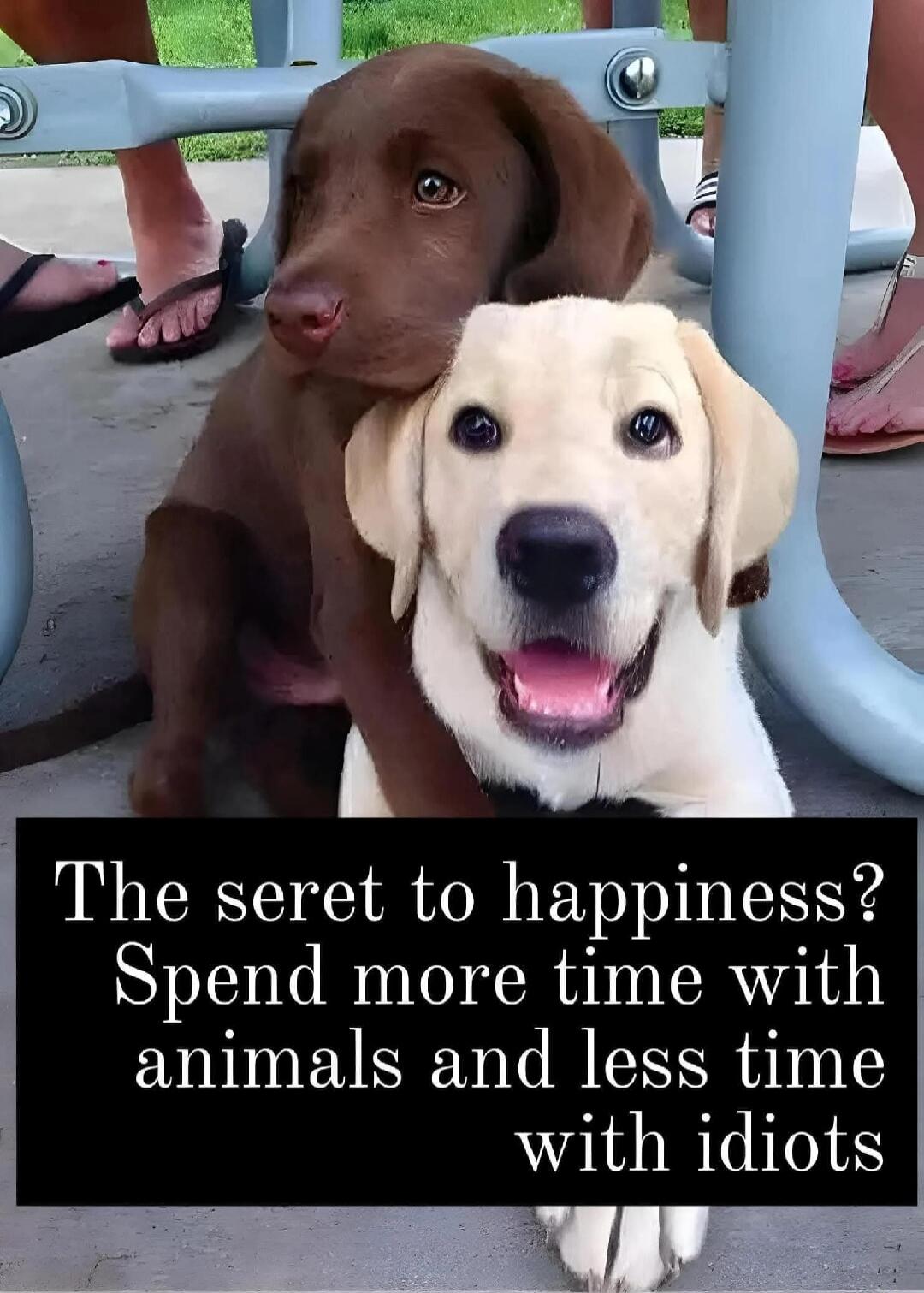 The secret to happiness? Spend more time with animals and less time with idiots