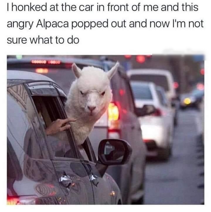 honked at the car in front of me and this angry Alpaca popped out and now Im not sure what to do