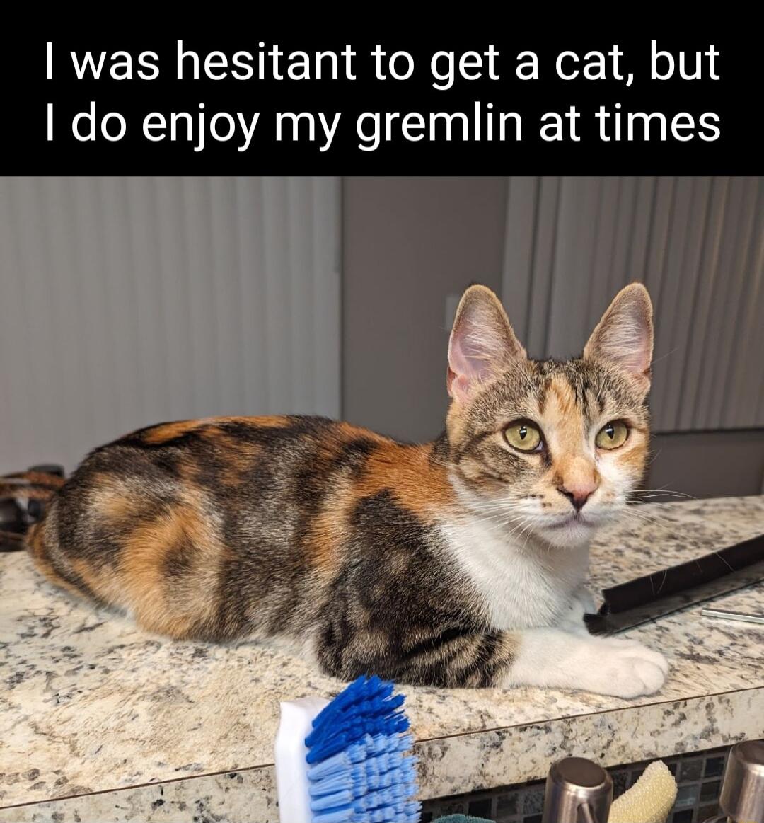 RVERE TR o ol N 1M oV do enjoy my gremlin at times