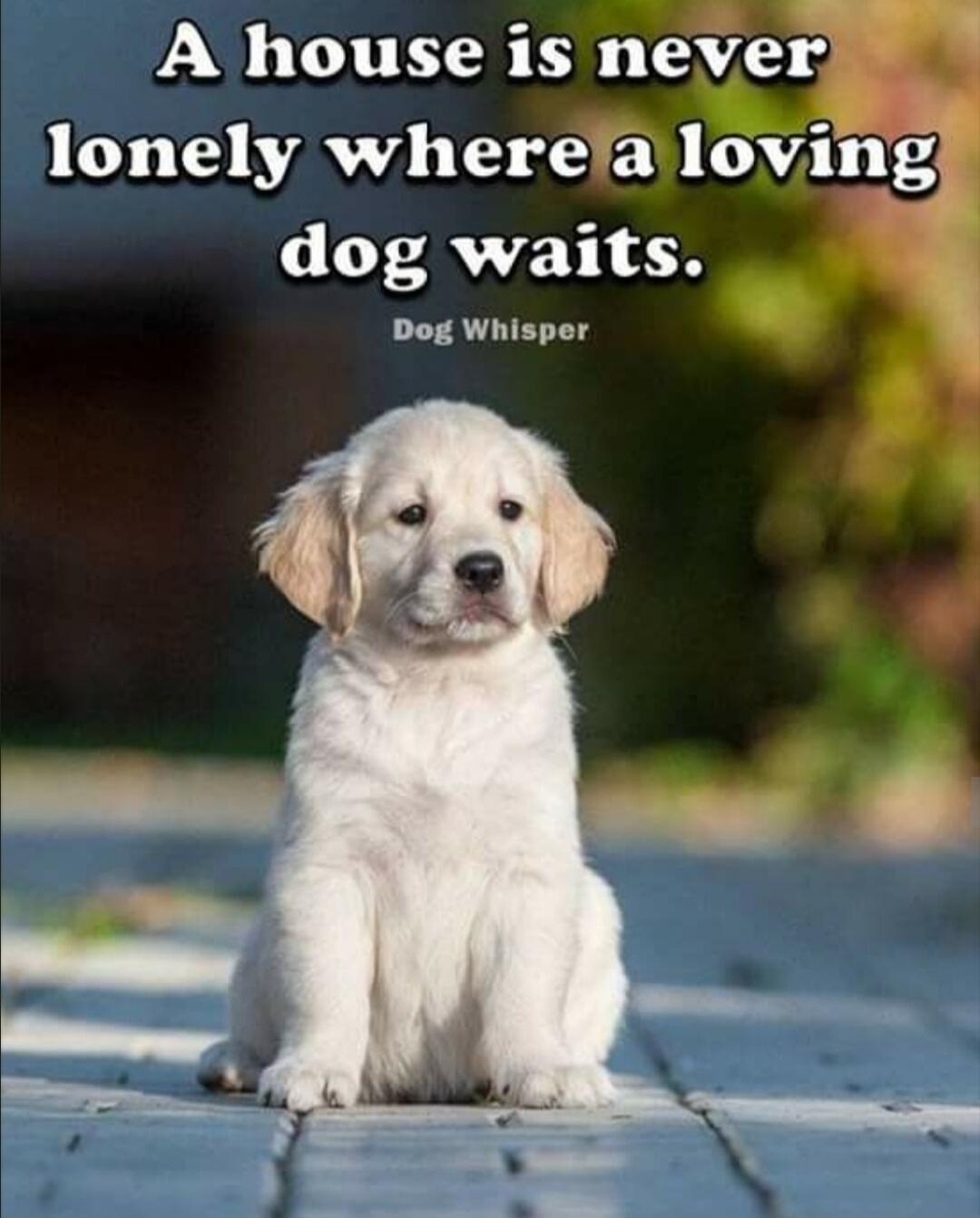 A house is never lonely where a loving dog waits. Dog Whisper