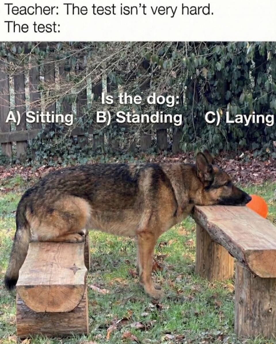 Teacher: The test isn’t very hard. The test: Is the dog- A) Sitting B) Standing C) Laying