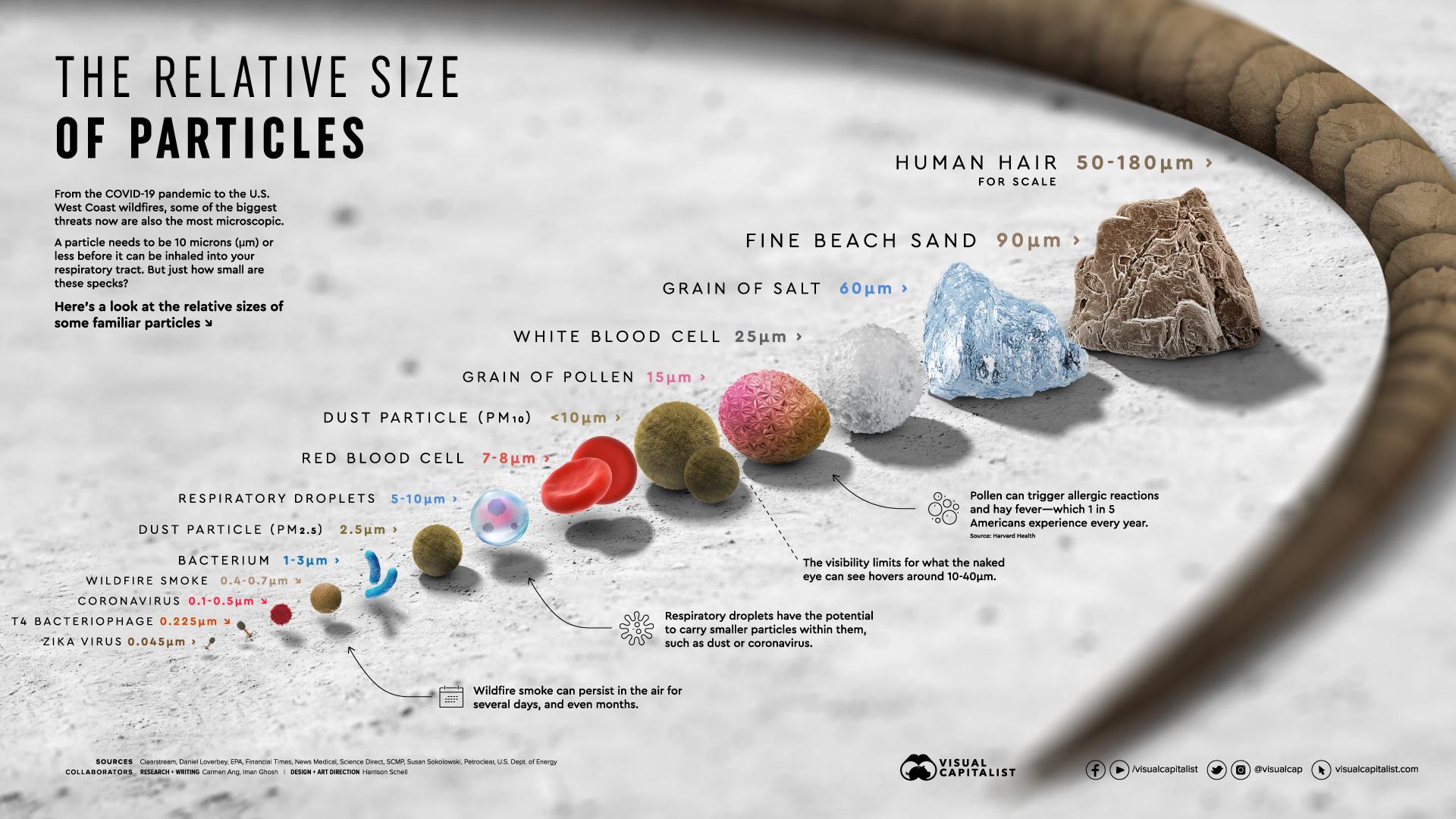 THE RELATIVE SIZE OF PARTICLES From the COVID 19 pandemic to the US West Coast wildfires some of the biggest threats now are also the most microscopic A particle needs to be 10 microns um or less before it can be inhaled into your respiratory tract But just how small are these specks Heres a look at the relative sizes of some familiar particles DUST PARTICLE PMio 10pm RED BLOOD CELL 7 8um 5 DUST P