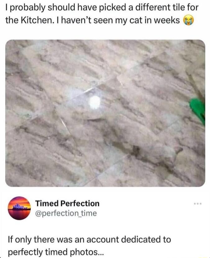 probably should have picked a different tile for the Kitchen havent seen my cat in weeks Timed Perfection perfection_time If only there was an account dedicated to perfectly timed photos