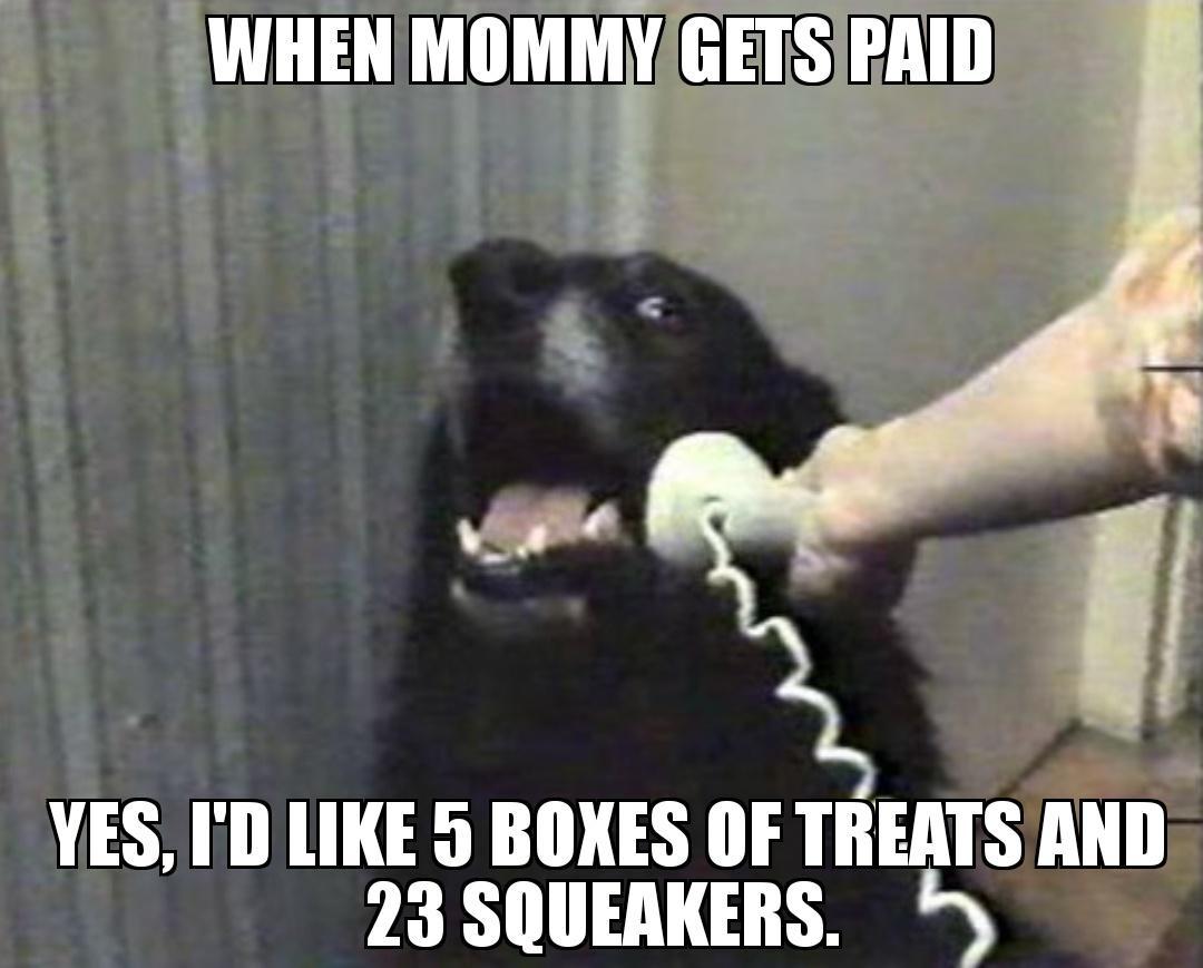 WHEN MIMMYEfs PAID YES D LIKE 5 BOXES OF TREATS AND 23 SQUEAKERS