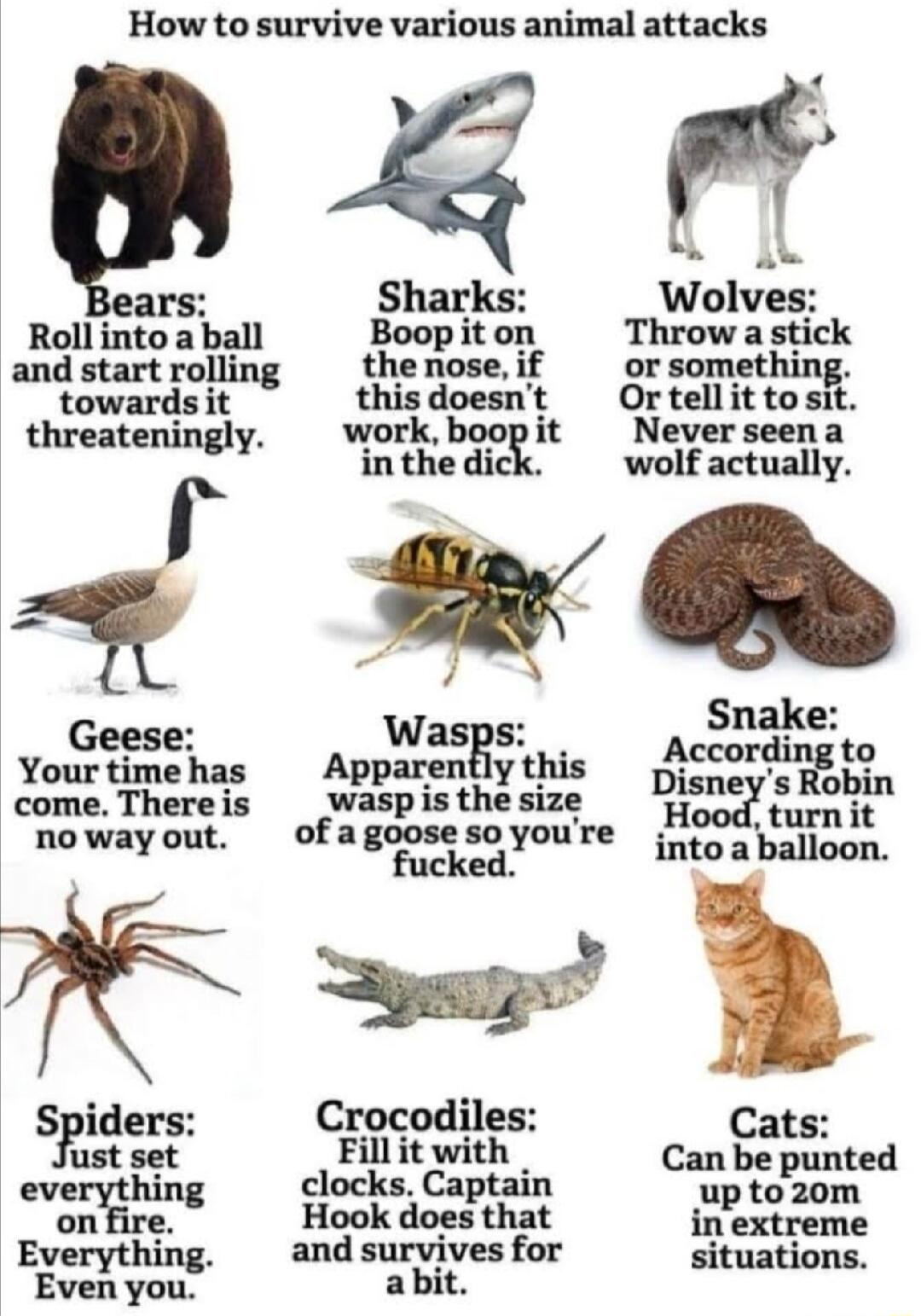 How to survive various animal attacks X ars Sharks Wolves Rollinto a ball Boop it on Throw a stick and start rolling the nose if or something towards it this doesnt Or tell it to sit threateningly workboopit Neverseena r in the dic wolf actually Geese wBS Yourtimehas Apparently this come There is wasp is the size nowayout ofagoosesoyoure fucked Spiders Crocodiles s fust set Fill it with _ Cmthted 