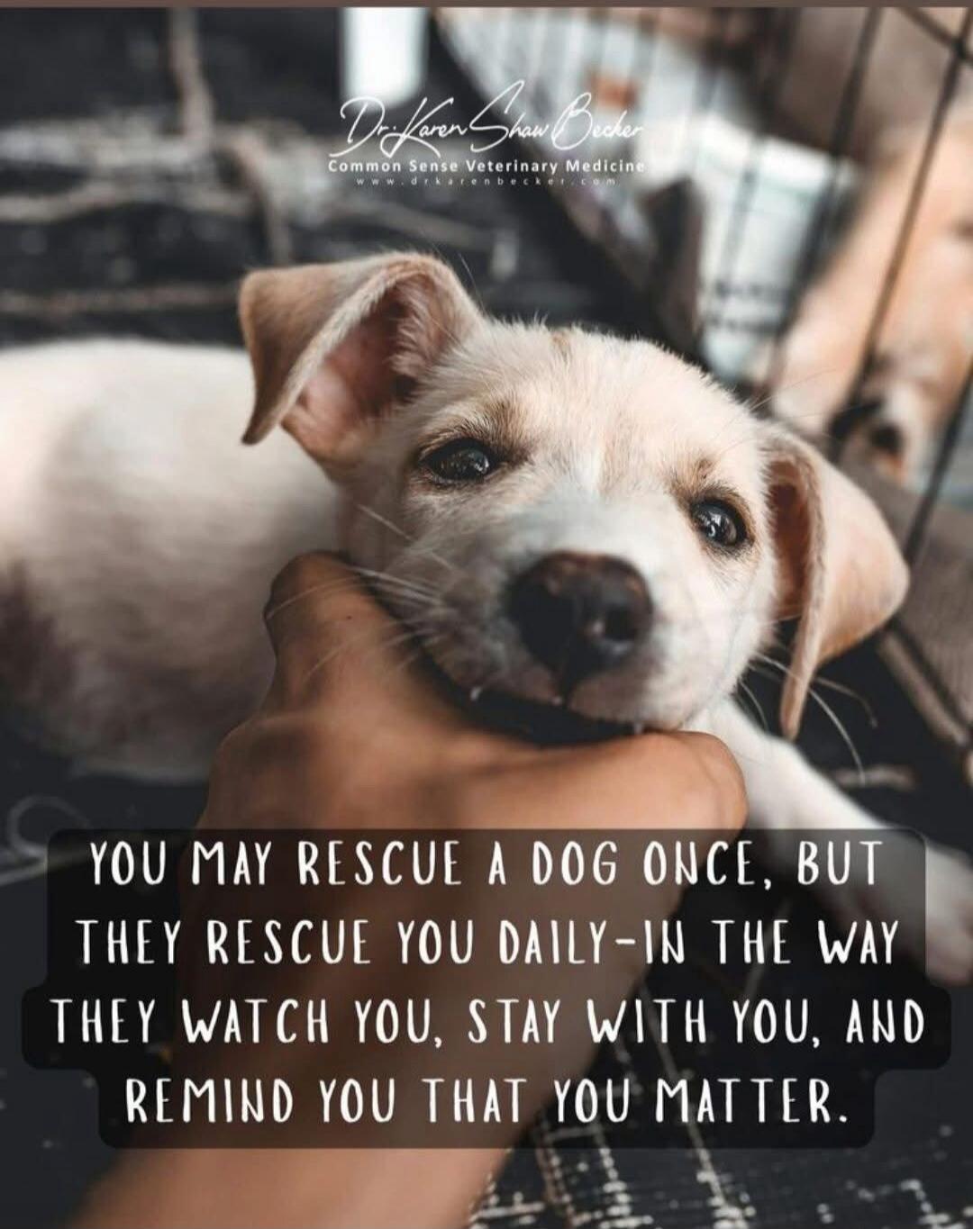 Dr. Karen Shaw Becker Common Sense Veterinary Medicine www.drkarenbecker.com YOU MAY RESCUE A DOG ONCE, BUT THEY RESCUE YOU DAILY-IN THE WAY THEY WATCH YOU, STAY WITH YOU, AND REMIND YOU THAT YOU MATTER.