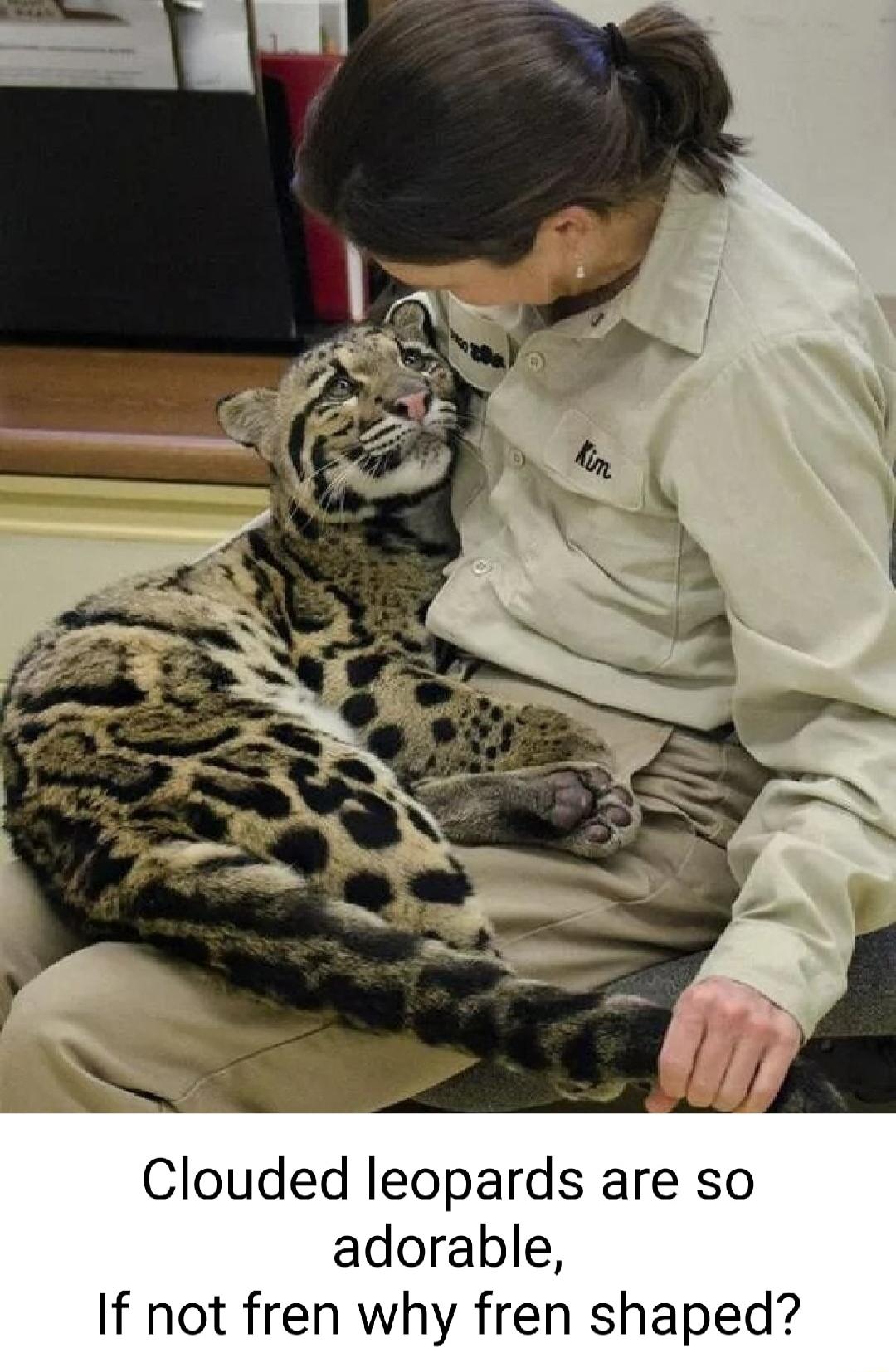 Clouded leopards are so adorable If not fren why fren shaped